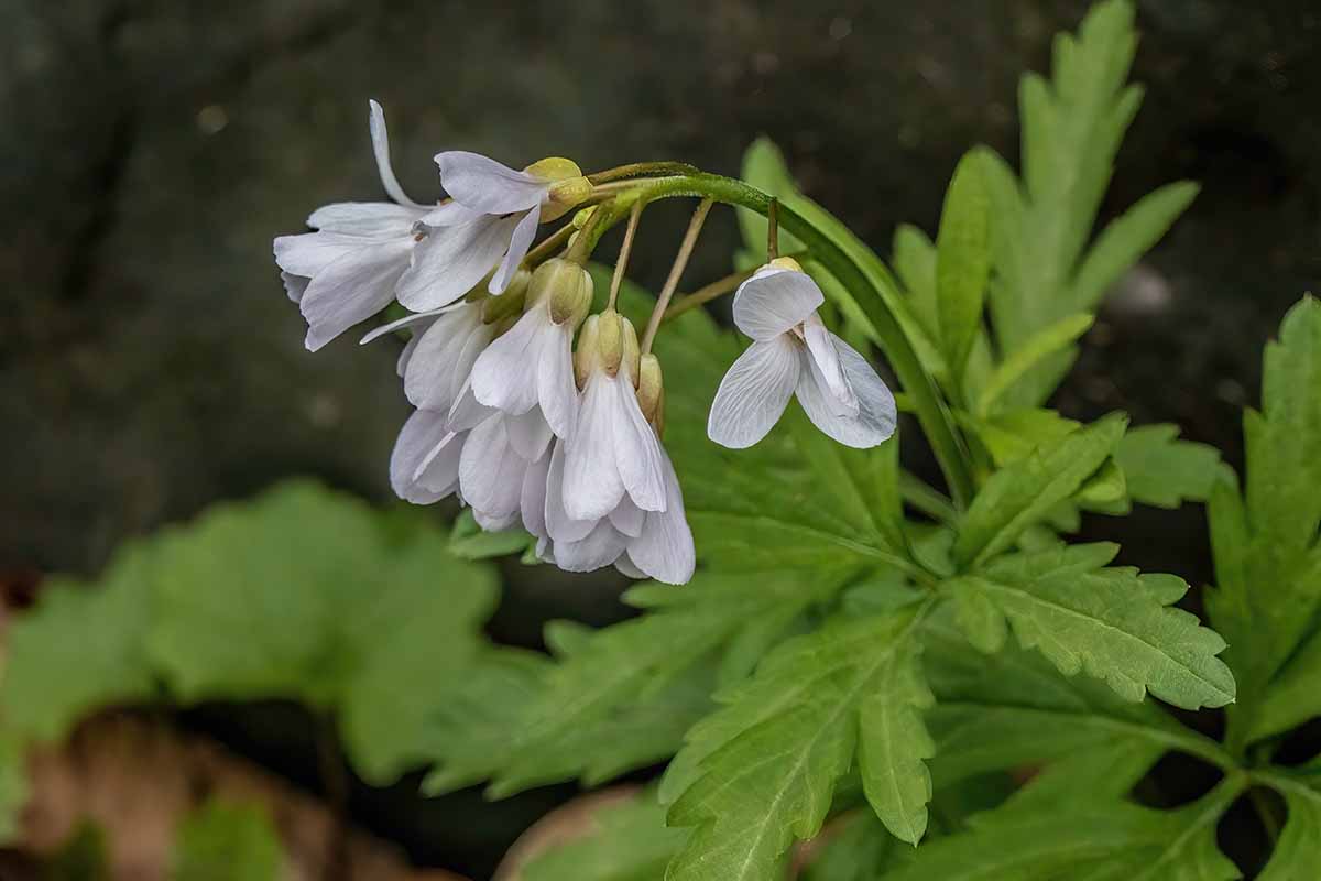 A close up horizontal image of a cutleaf toothwort growing in a woodland environment.