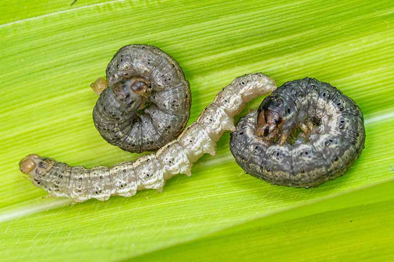A close up horizontal image of three cutworms on the surface of a leaf.