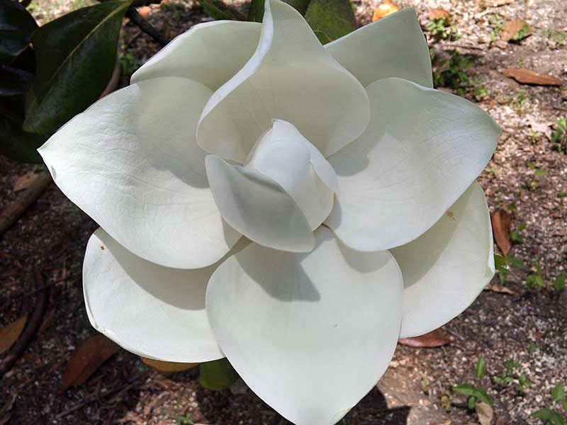 A close up horizontal image of a white 'D D Blanchard' magnolia flower.
