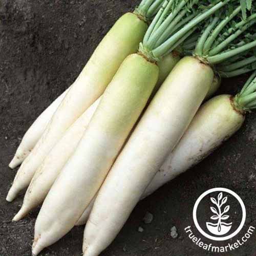 A close up square image of daikon radishes cleaned and set on the ground. In the bottom right of the frame is a white circular logo with text.