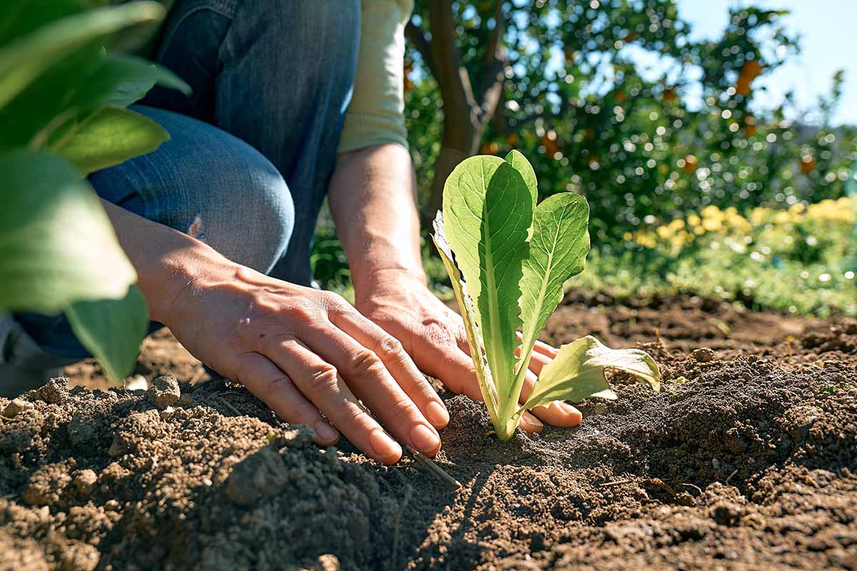 A close up horizontal image of a gardener planting out a lettuce seedling into dark, rich soil, pictured in bright sunshine.