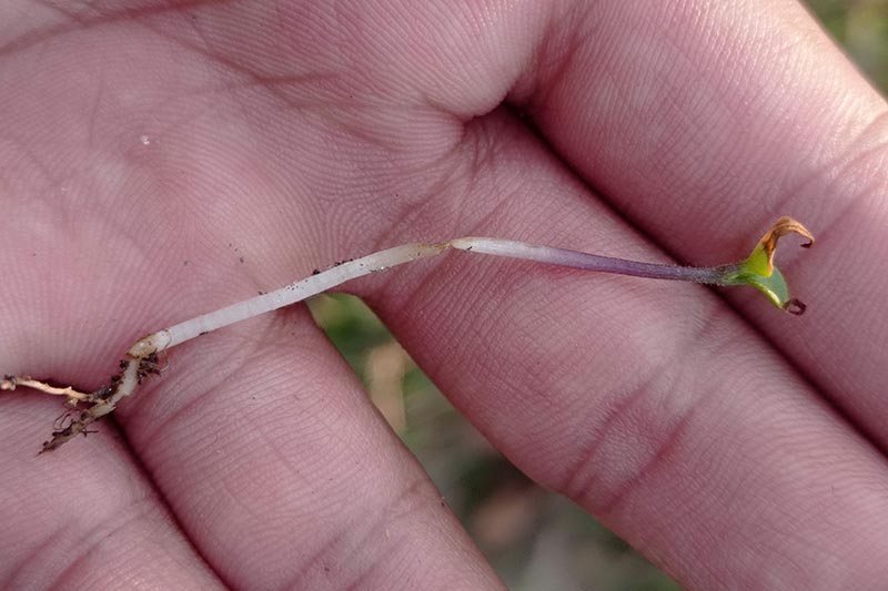 A close up horizontal image of a hand holding a dead seedling showing the symptoms of damping off.