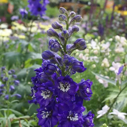 A close up square image of 'Dark Blue White Bee' delphiniums growing in the garden pictured on a soft focus background.