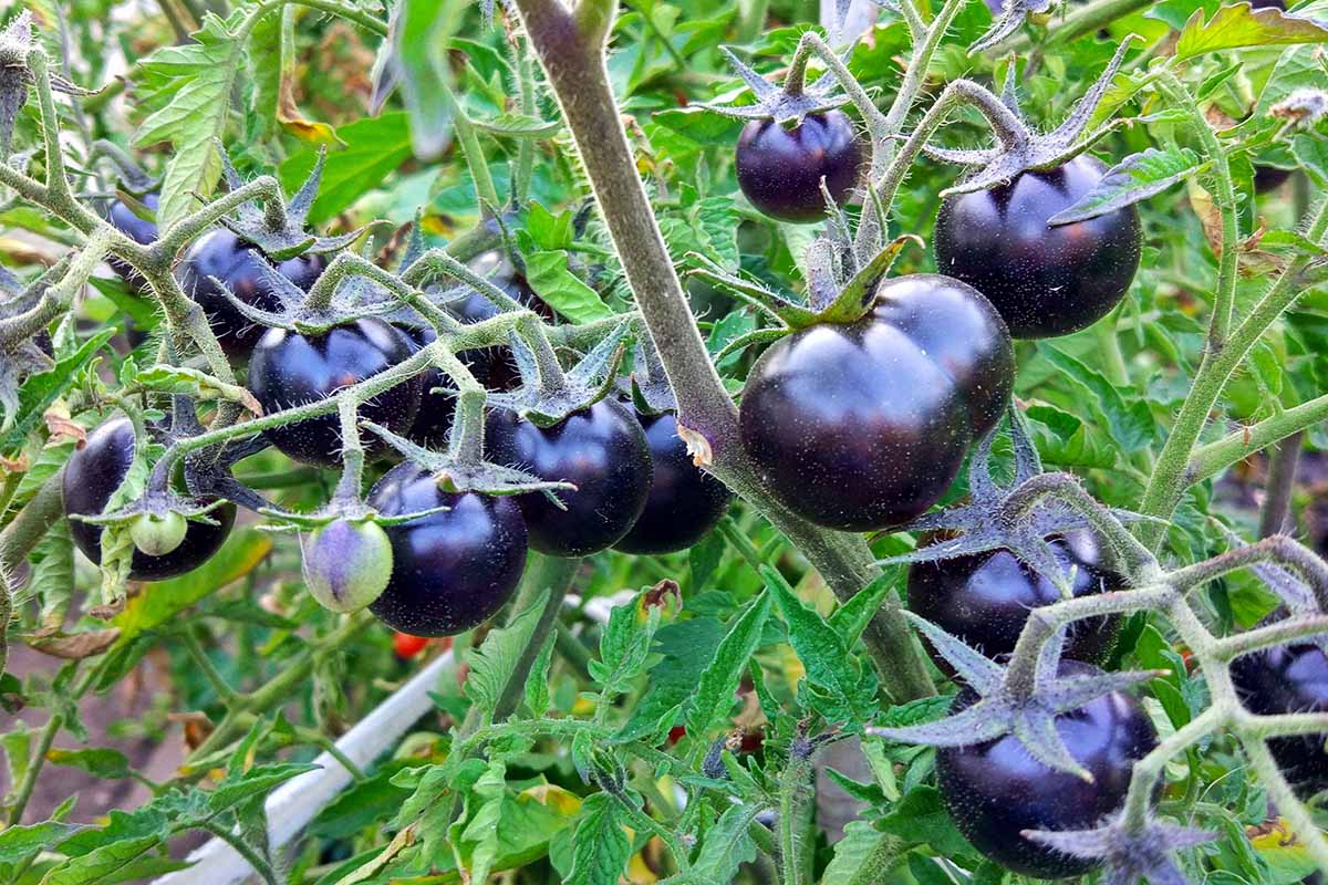 A close up horizontal image of dark purple, almost black tomatoes growing in the garden.