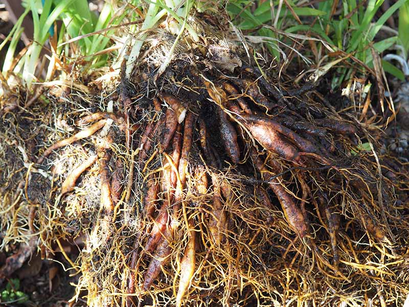 A close up horizontal image of a clump of daylilies that have been dug up to expose the crowded roots, ready for division.