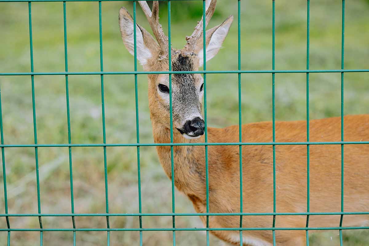 A close up horizontal image of a deer behind a green metal fence.