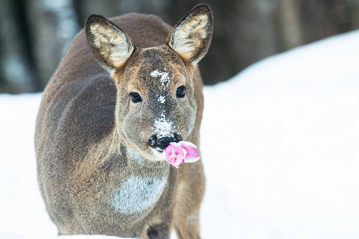 A close up horizontal image of a winter garden scene with a deer eating a pink flower.