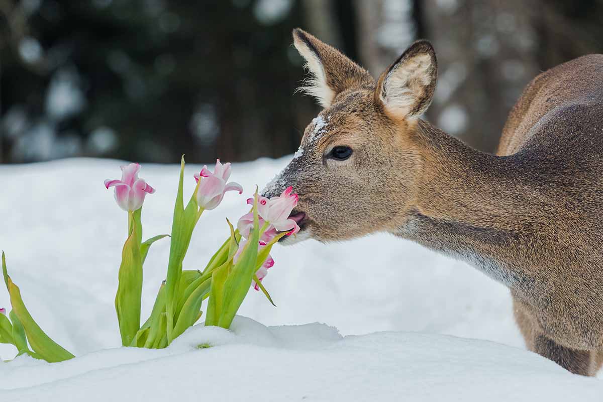 A close up horizontal image of a deer in the snow eating flowers in the garden.