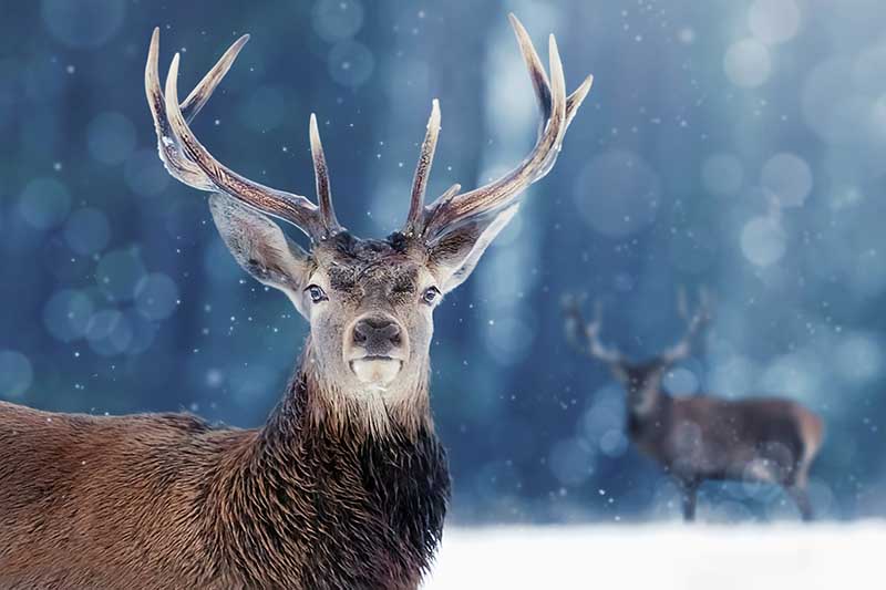 A close up horizontal image of a buck deer with large antlers in a snowy landscape.