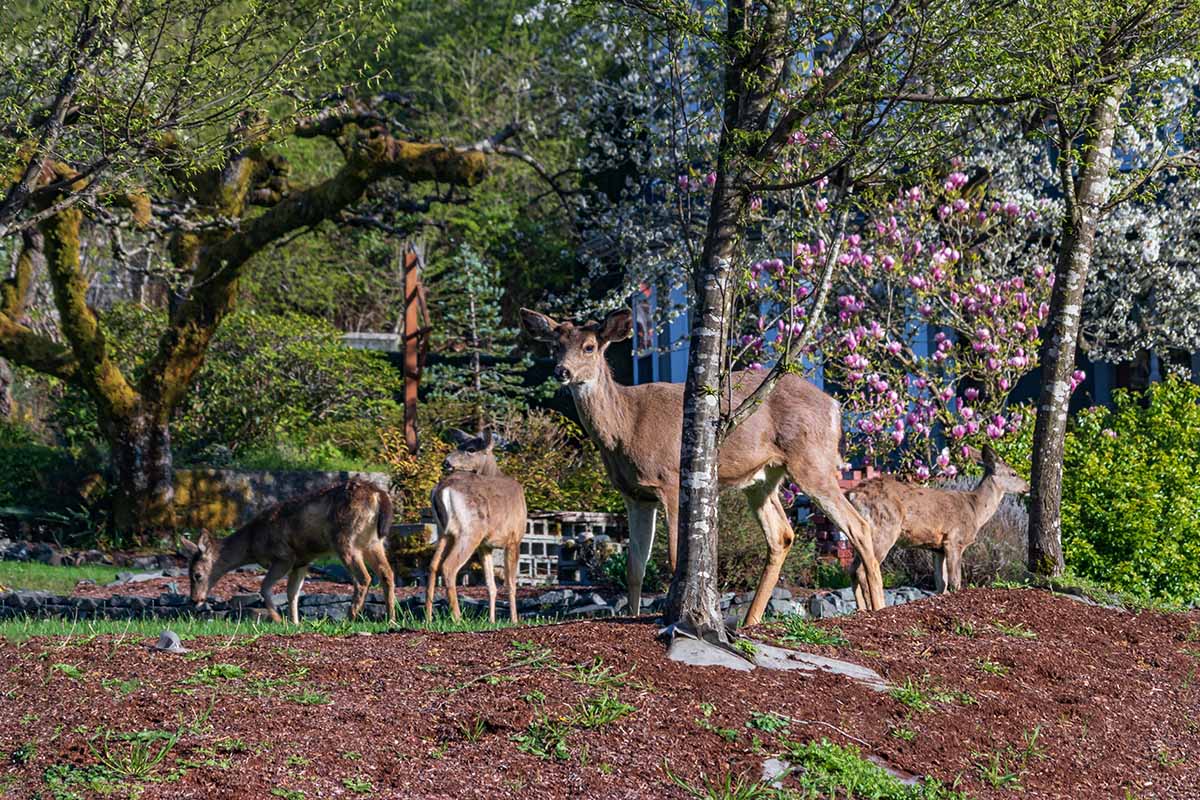 A horizontal image of deer hanging out in the home garden among landscape trees.