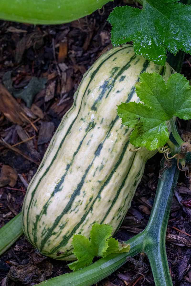 A close up vertical image of a 'Delicata' squash fruit developing on the vine in the garden.