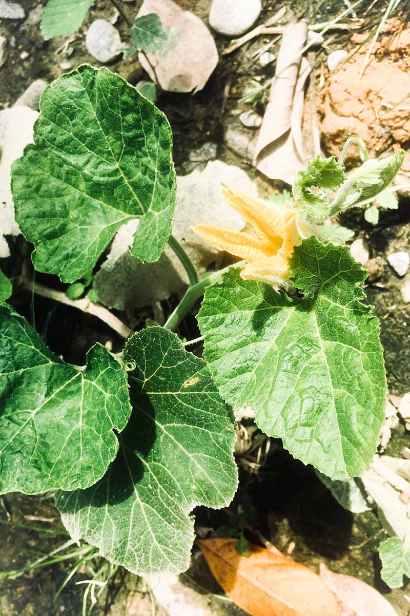 A close up vertical image of a squash plant growing in the garden.