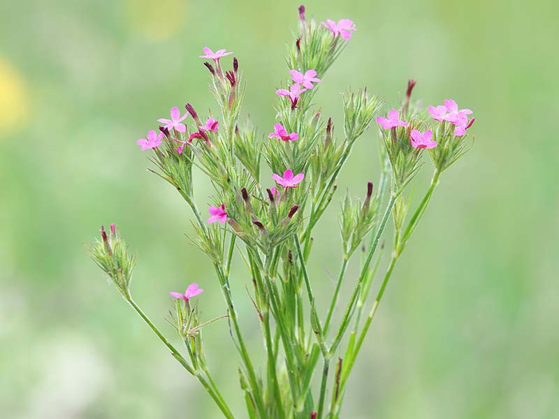 A close up horizontal image of Dianthus armeria (Deptford pinks) flowers pictured on a soft focus background.