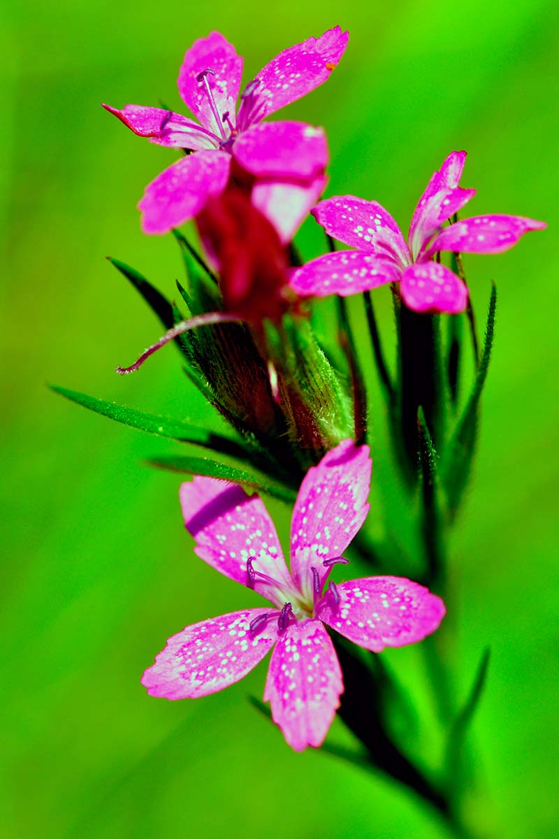 A close up vertical image of Deptford pinks (Dianthus armeria) flowers isolated on a bright green, rather lurid background.