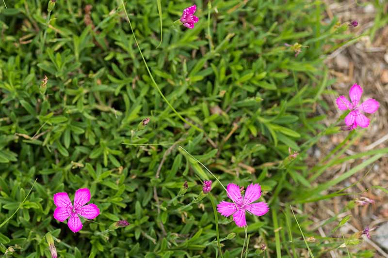 A close up horizontal image of Deptford pinks growing as ground cover in the garden.