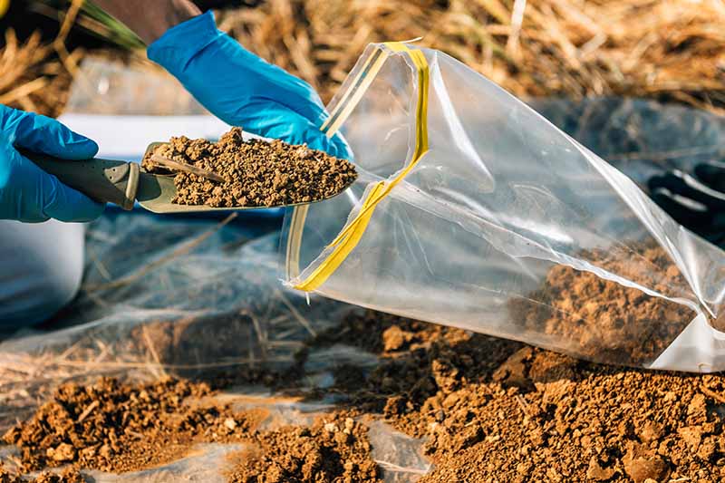 A close up horizontal image of a gardener taking dirt from the garden and putting it in a plastic bag for testing.