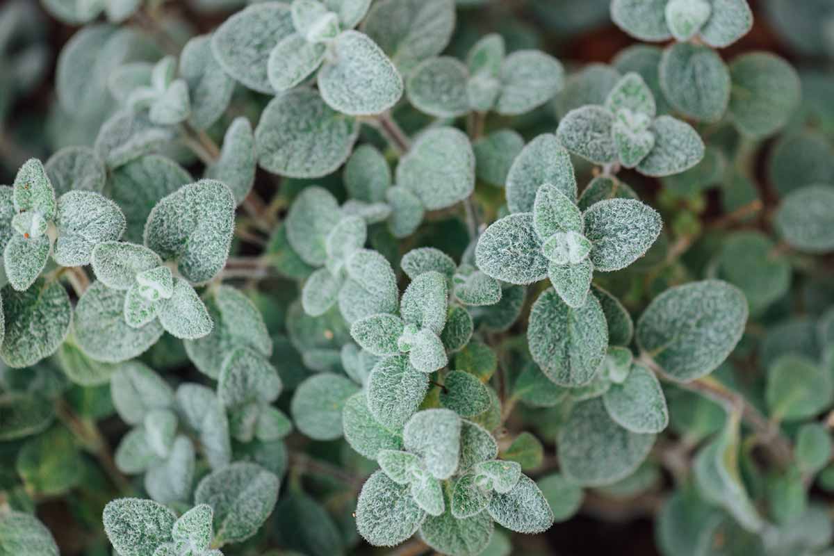 A close up horizontal image of the fuzzy foliage of 'Dittany of Crete' oregano pictured on a soft focus background.