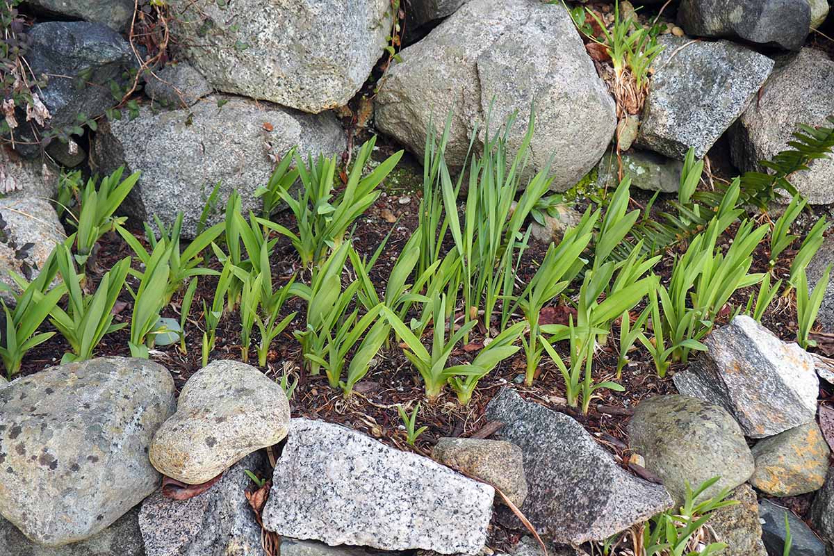 A close up horizontal image of daylily plants that have been divided and replanted in a rock garden.