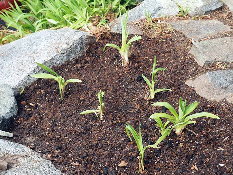 A close up horizontal image of newly planted daylily divisions.