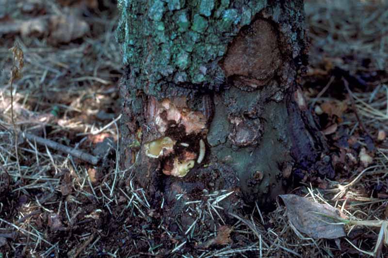 A close up horizontal image of the base of a tree suffering from borer damage.