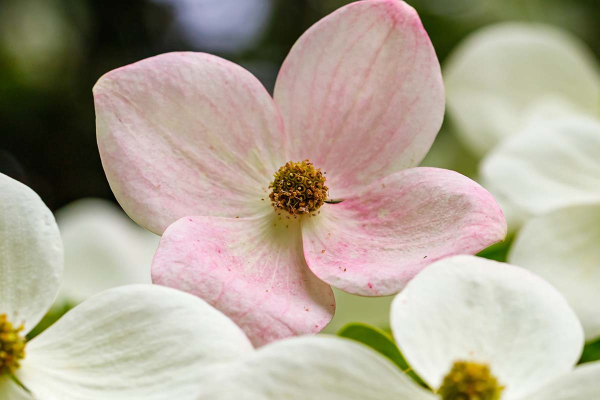 A close up horizontal image of light pink and white dogwood flowers pictured on a soft focus background.