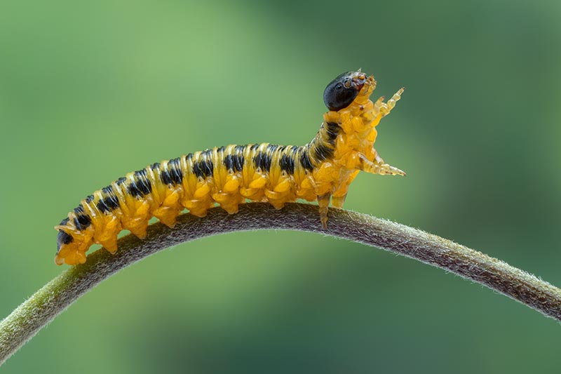 A close up horizontal image of a dogwood sawfly larva on a stem, pictured on a soft focus background.