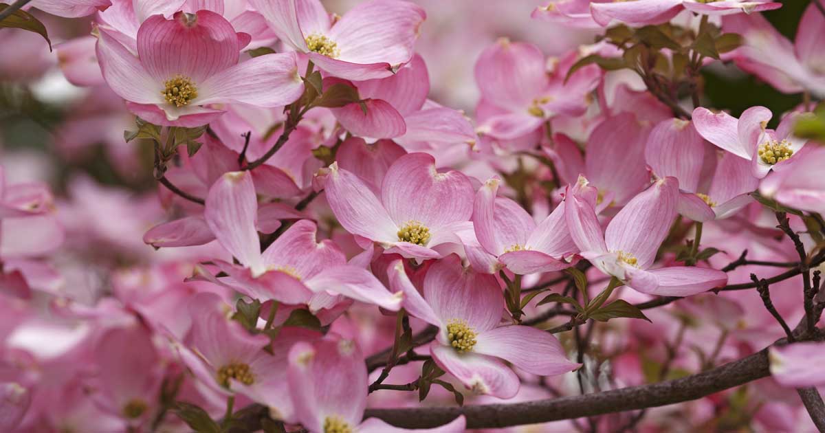 Dogwood Tree Growing Guides, Tips, and Info | Gardener's Path