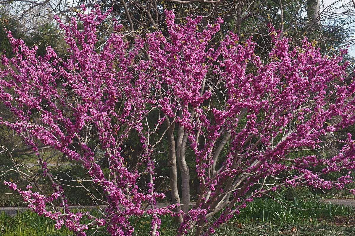 A horizontal image of the dramatic pink spring flowers on a 'Don Egolf' redbud tree.