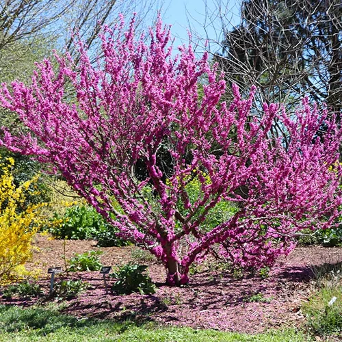 A square image of 'Don Egolf' redbud tree in full bloom growing in a garden border in bright sunshine.