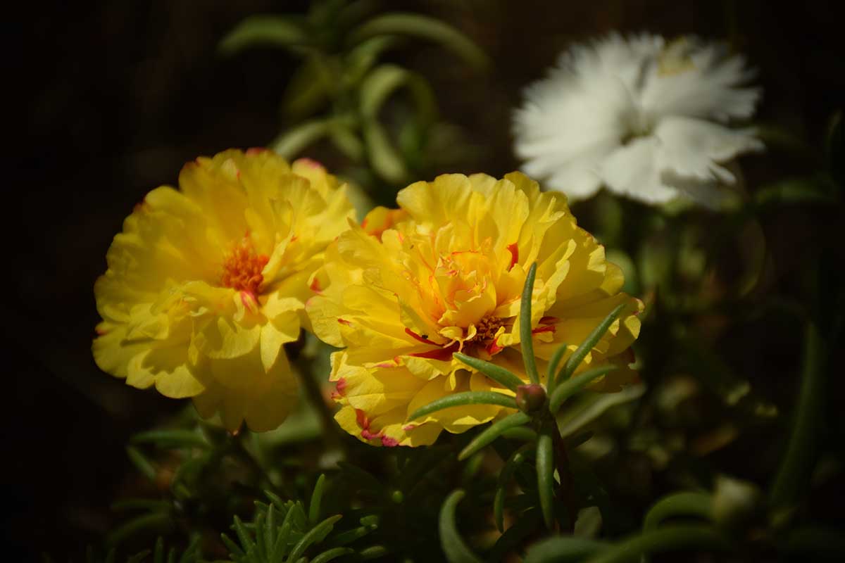 A close up of double-petaled, yellow moss rose flowers pictured on a dark background.
