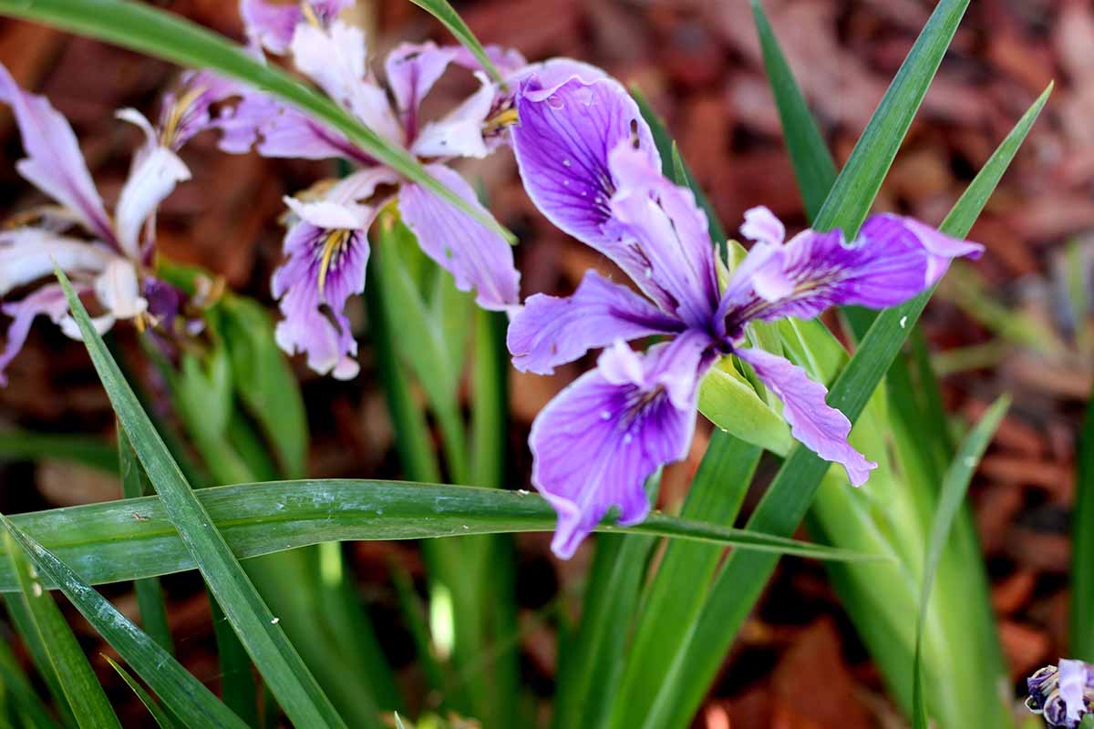 A close up horizontal image of the flowers of Iris douglasiana growing in the garden pictured on a soft focus background.