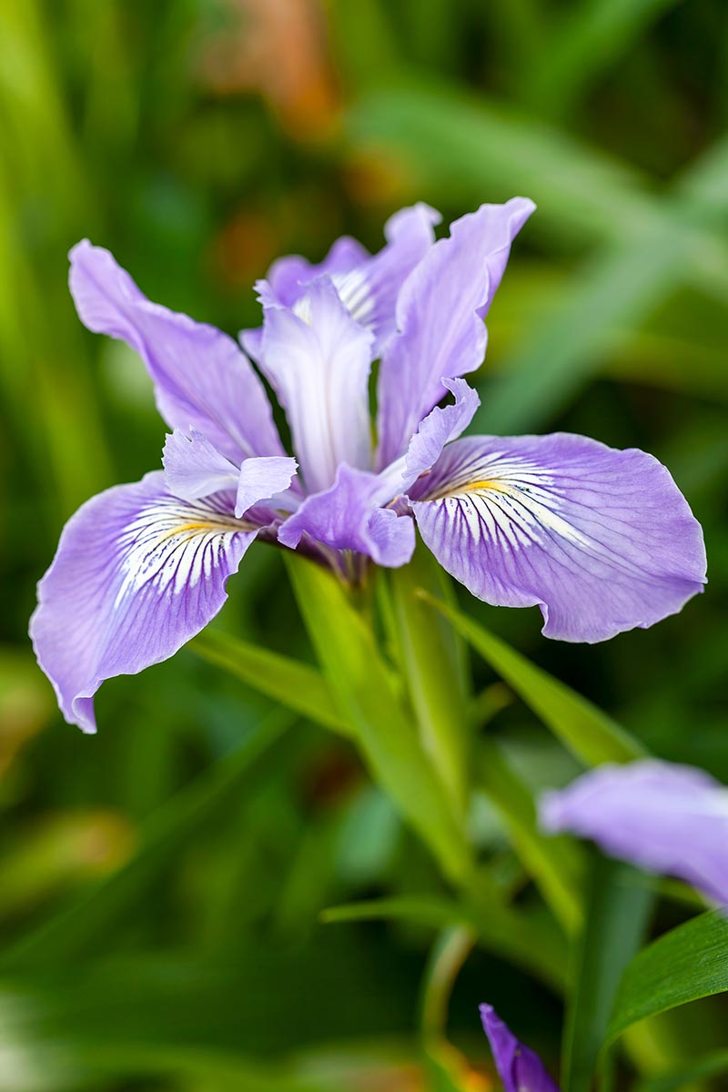 A close up vertical image of a beautiful Douglas iris growing in the garden pictured on a soft focus background.
