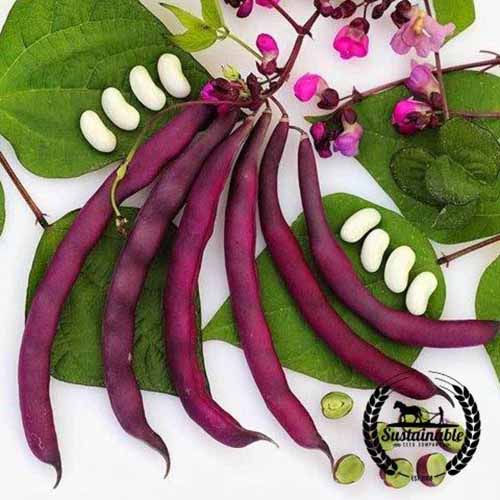 A close up square image of 'Dow Purple Pod' beans with foliage and flowers set on a white surface. To the bottom right of the frame is a black circular logo with text.