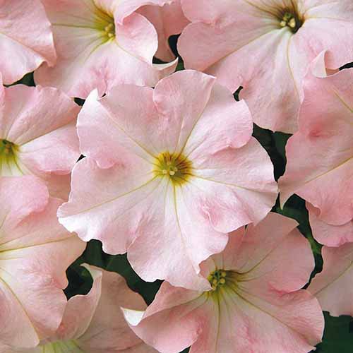 A close up square image of Dreams 'Appleblossom' petunia flowers.