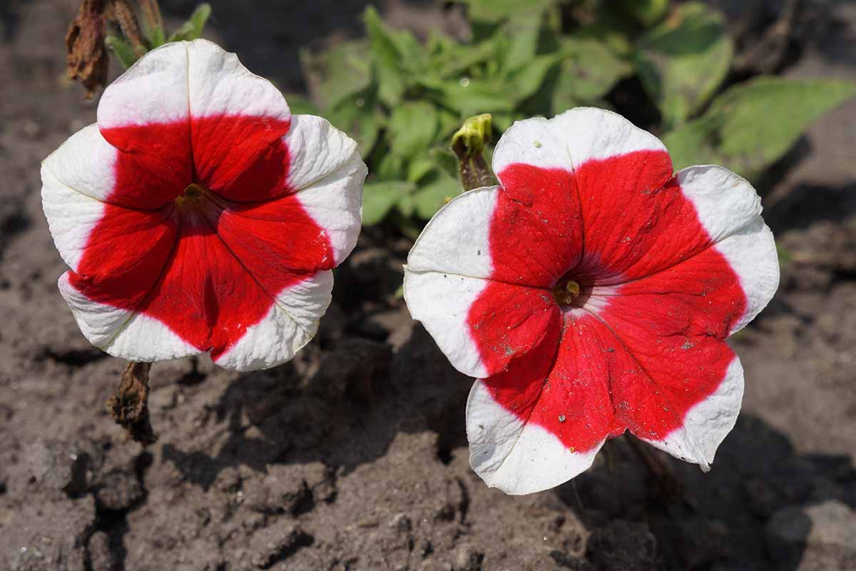 A close up horizontal image of red and white Dreams 'Red Picotee' petunias growing in the garden pictured on a soft focus background.