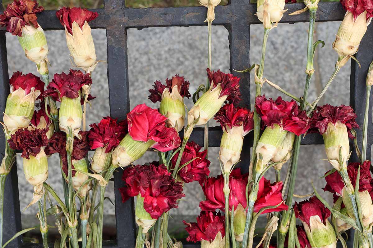 A close up horizontal image of carnation flowers drying on a metal grate.