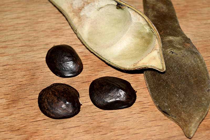 A close up horizontal image of a seed pod cracked open to reveal three dark seeds, set on a wooden surface.