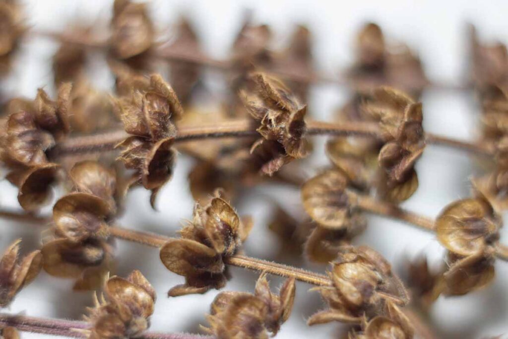 How to Grow and Care for Red Rubin Basil | Gardener’s Path