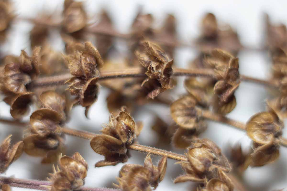 A close up horizontal image of dried seed heads pictured on a soft focus background.