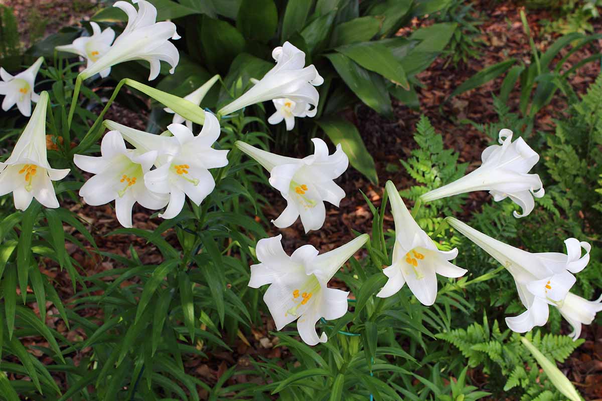 A close up horizontal image of white Easter lily flowers growing in a shady spot in the garden.
