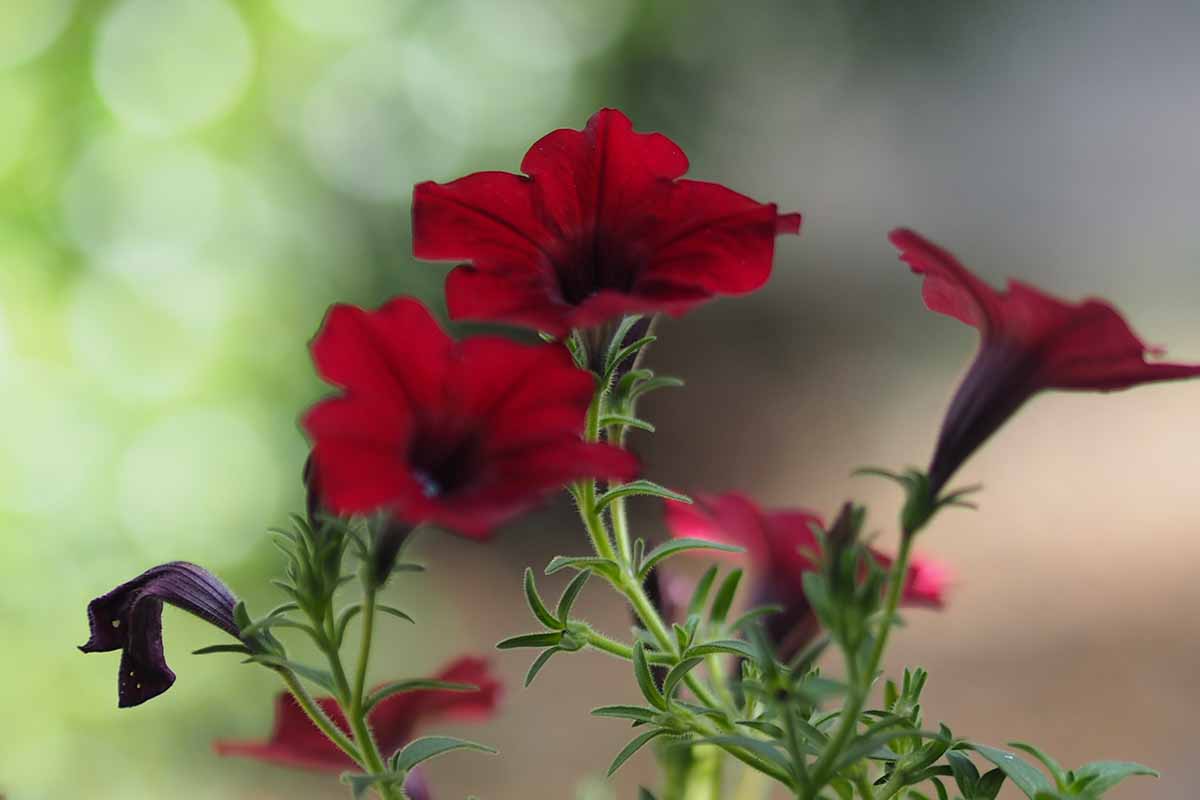 A close up horizontal image of Easy Wave 'Burgundy Velour' flowers pictured on a soft focus background.