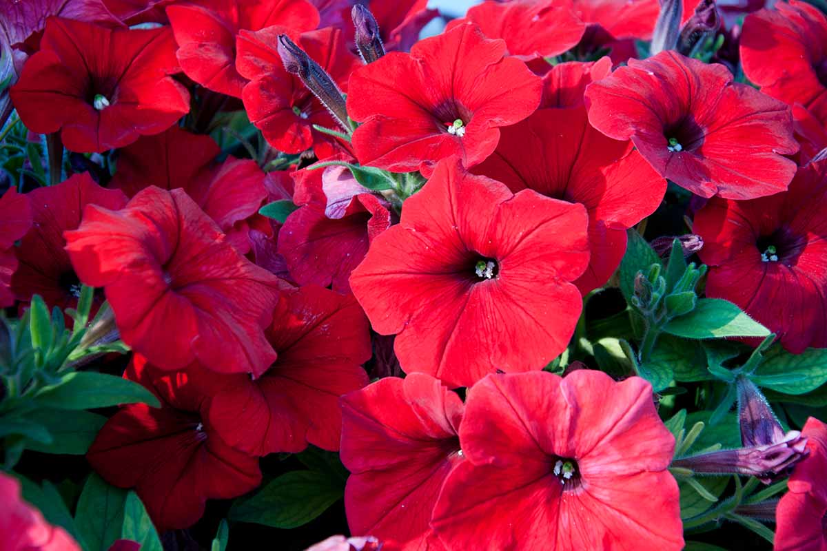 A close up horizontal image of Easy Wave red petunias growing in the garden pictured in bright sunshine.