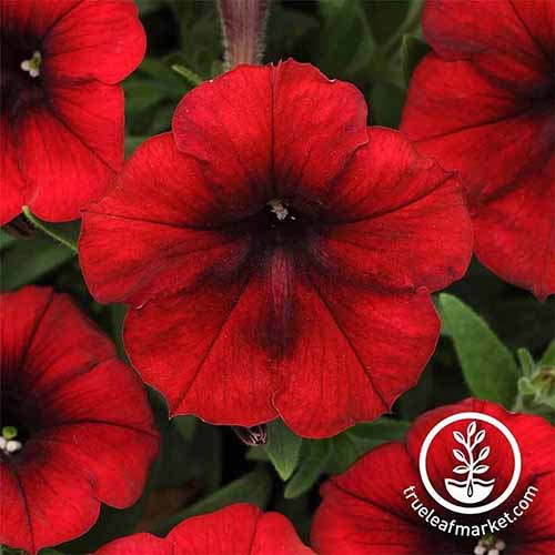 A close up of Easy Wave 'Red Velour' flowers growing in the garden. A white circular logo with text is in the bottom right of the frame.
