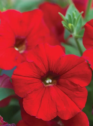 A close up of an Easy Wave 'Red' flower pictured on a soft focus background.