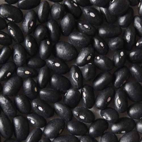 A close up square image of a pile of black 'Eclipse' beans shelled and dried.