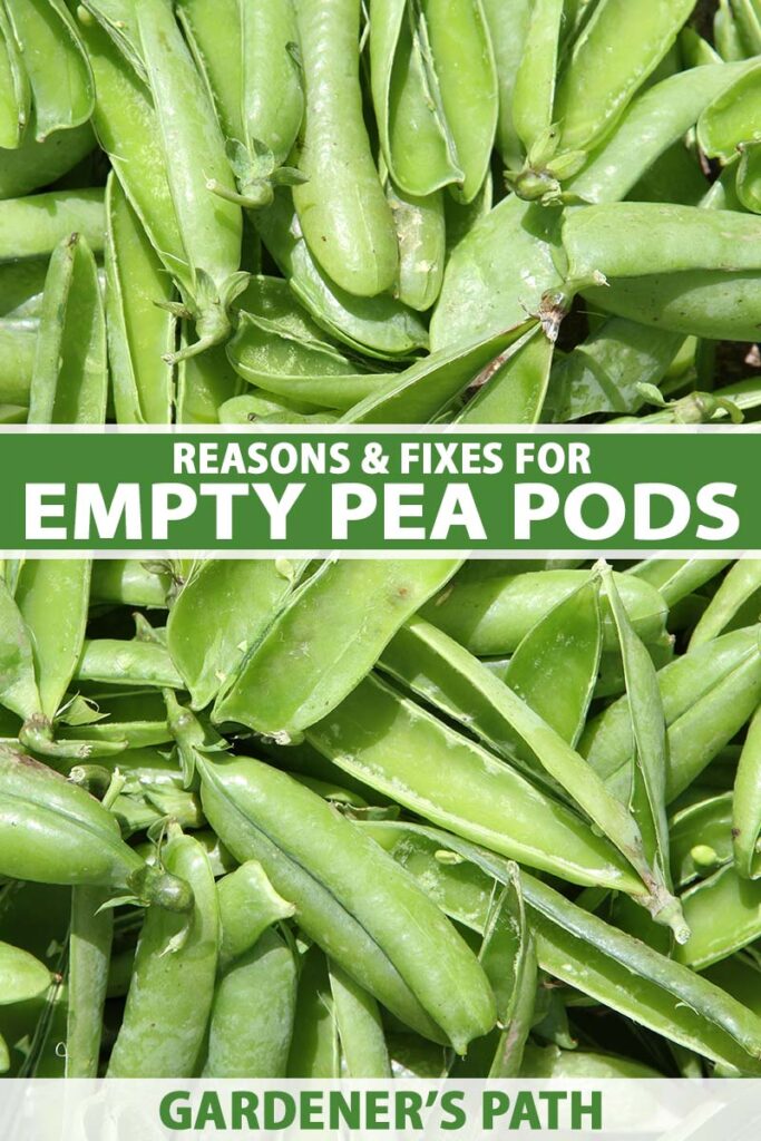 A close up vertical image of a pile of empty pea pods in bright sunshine. To the center and bottom of the frame is green and white printed text.