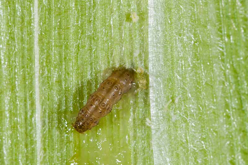 A close up horizontal image of a European corn borer pest.