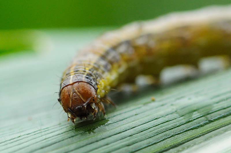 A close up horizontal image of a fall armyworm (Spodoptera frugiperda) on the surface of a leaf.