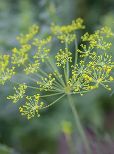 A close up of the flowers of 'Fernleaf' dill pictured on a soft focus background.