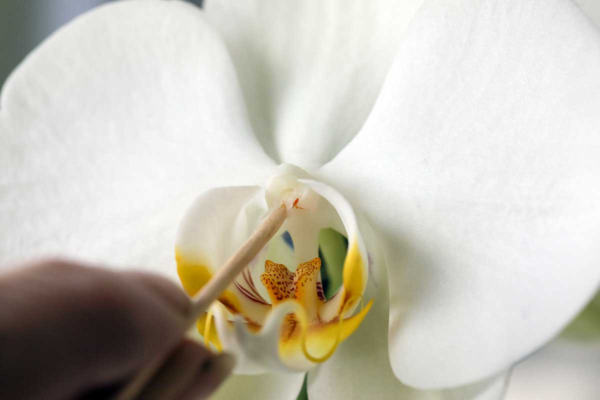 A close up horizontal image of a gardener using a wooden stick to fertilize the stigma of an orchid flower.
